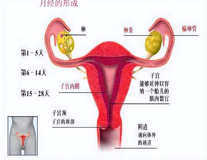 每个月月经周期都不同，女性的生理奥秘与身心健康