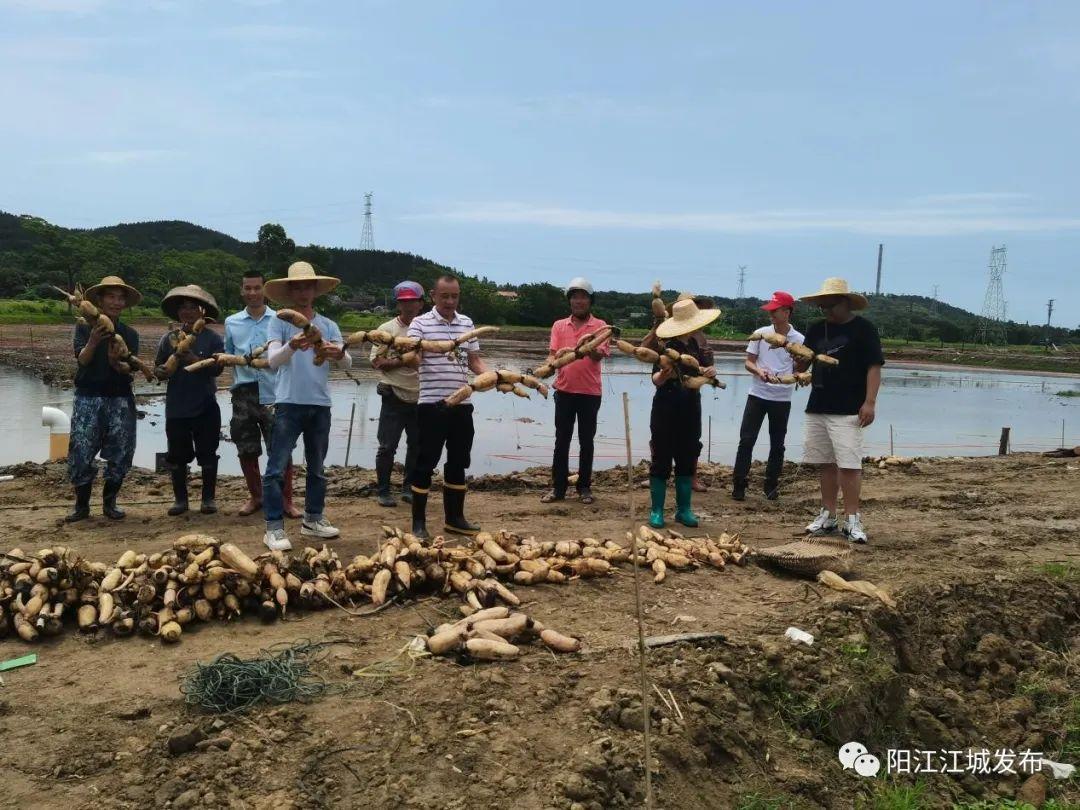 广东省阳江市那西村，传统与现代的交融之美