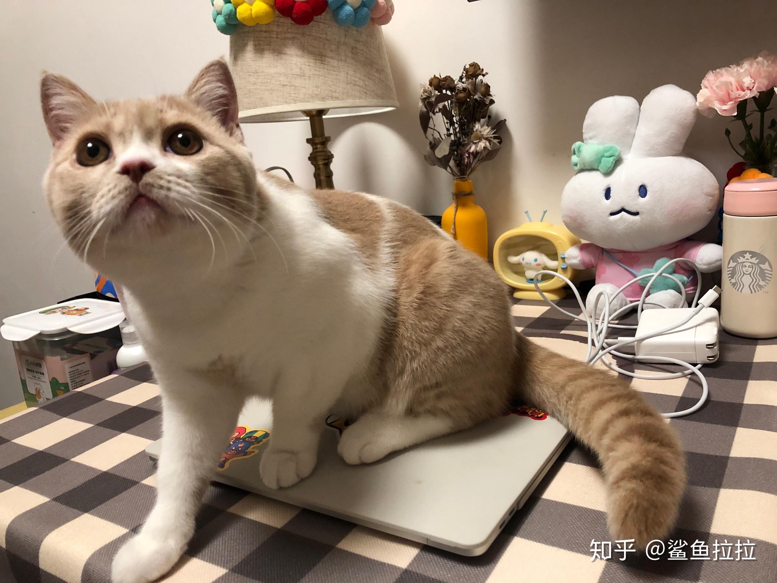 猫咪六个月多重，成长中的猫咪体重解析