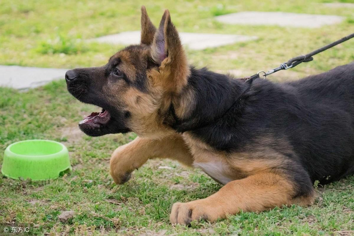 三个月大的德国牧羊犬体重研究